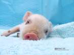 Piggy.jpg