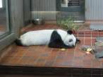 Panda.jpg