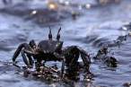 Crab.jpg