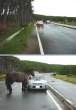 Horses.jpg