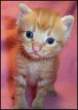 Sad kitten.jpg