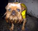 Angry dog.jpg