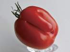 Tomato.jpg