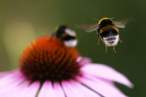 Bee.jpg