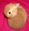 Wabbit.jpg