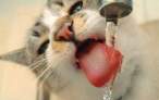 Thirsty.jpg