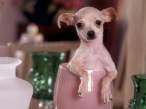 Pocket puppy.jpg