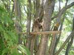 Owl.jpg