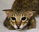 Kitty.jpg