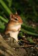 Squirell.jpg