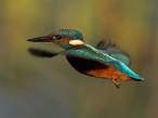 Fly.jpg