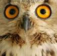 Owl.jpg