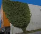 Tree.jpg