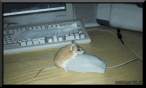 1348.gif