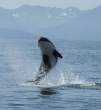 Whale.jpg