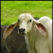 Long ears.jpg