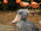 What a bird.jpg