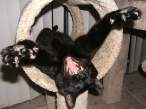 James Brown as a cat.jpg
