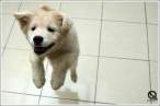 Jumping.jpg