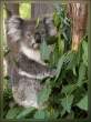 Koala.jpg