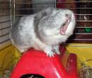 Sing baby sing.jpg