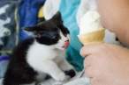 Lick.jpg