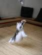 Matrix kitty.jpg