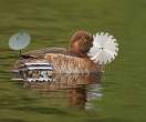 Killer duck.jpg