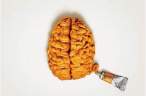 Brain.jpg