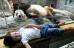 Panda.jpg
