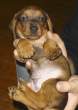 Puppy.jpg