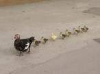 Duckies.jpg
