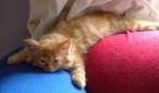 Fat cat.jpg