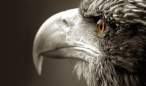 Eagle.jpg