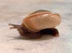 Snail.jpg