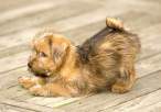 Puppy.jpg