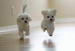 Puppies.jpg