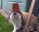 Bunny cop.jpg