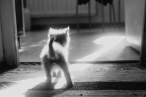 Morning kitty.jpg