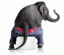 Elephant [18+].jpg