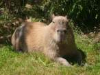 Wombat.jpg