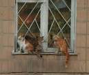 Bunch of wierd kitties.jpg