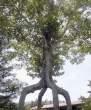 Tree.jpg