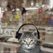 cool cats (3).gif