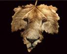 Leaf.jpg