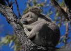 Koala.jpg