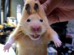 Happy hamster.gif