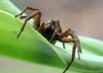 Spider.jpg