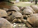 Huge turtles.jpg
