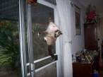 Cat on the wall.jpg